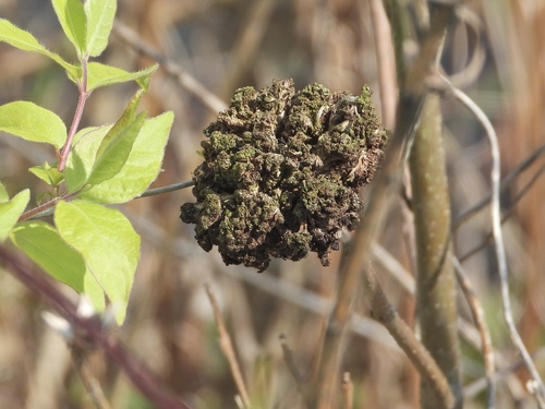 Ash Flower Gall Mite