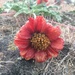 Rosy Balsamroot - Photo (c) Courtney Matzke, all rights reserved, uploaded by Courtney Matzke