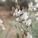 Lyall's Milkvetch - Photo (c) Courtney Matzke, all rights reserved, uploaded by Courtney Matzke