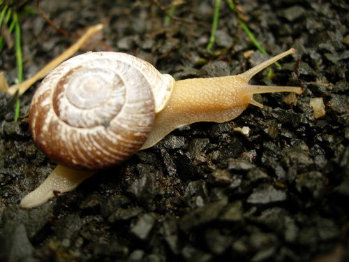 Oregon forestsnail