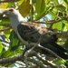 Channel-billed Cuckoo - Photo (c) rob_n, all rights reserved
