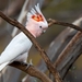 Eastern Pink Cockatoo - Photo (c) Andrew Meharg, all rights reserved, uploaded by Andrew Meharg