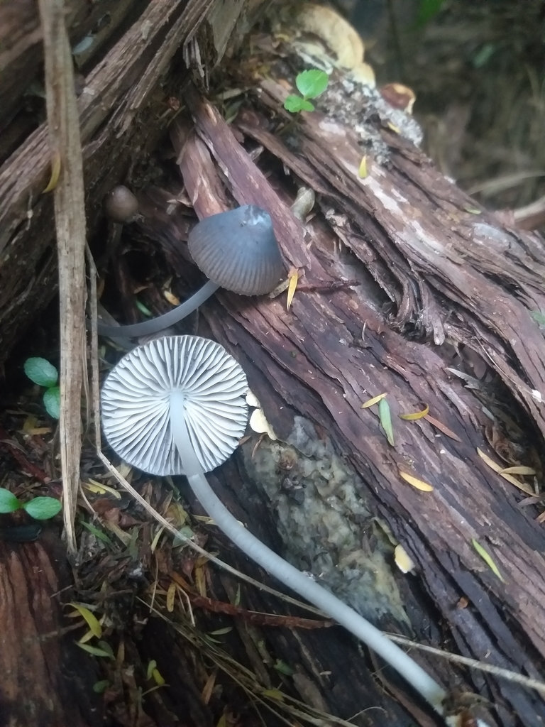 Common Gilled Mushrooms and Allies from Dunedin, NZOT, NZ on April 25