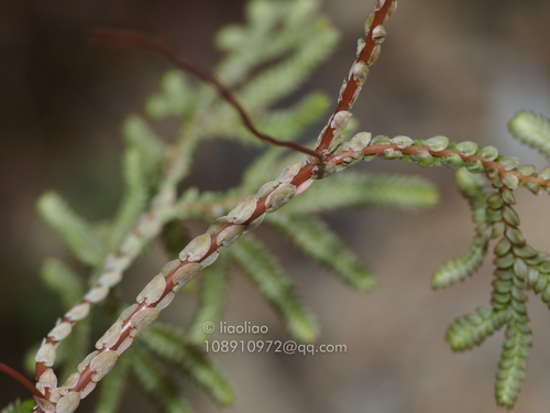 Selaginella limbata