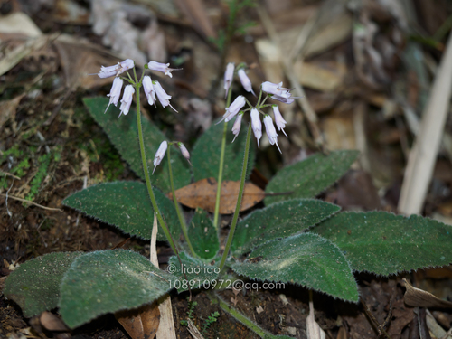 Oreocharis acaulis