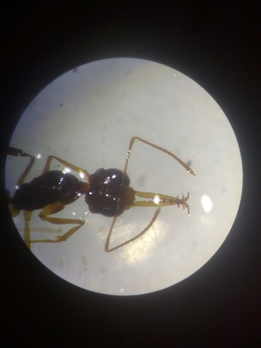 Myrmoteras moffettiMyrmoteras moffetti