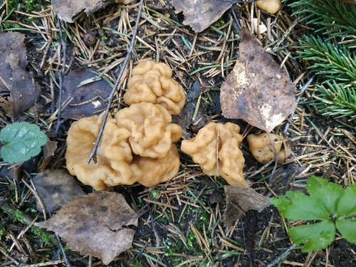 Didysis bobausis nuotrauka