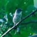 Sulawesi Brown Flycatcher - Photo (c) Thomas A. Driscoll, all rights reserved