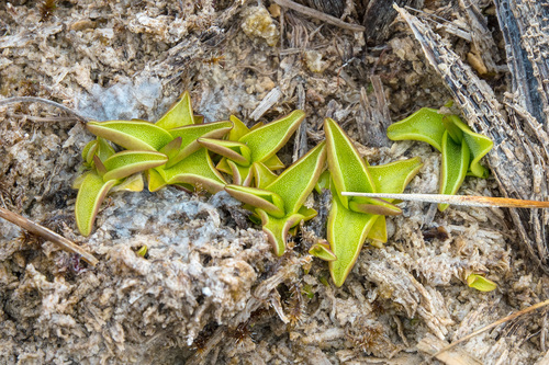 Pinguicula vulgaris