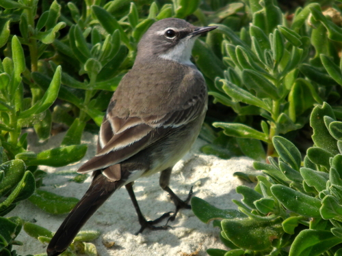 Cape Wagtail