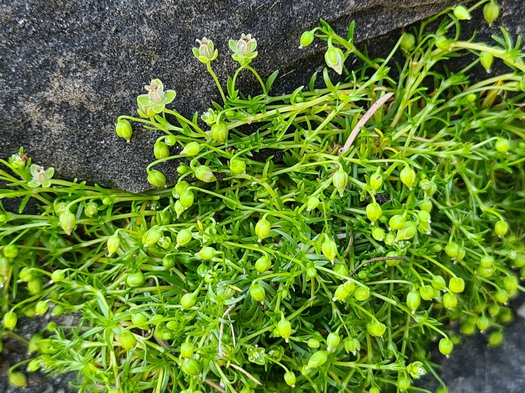 Sagina procumbens — a medium houseplant, prefers partial sun light