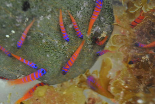 Blue-banded Goby