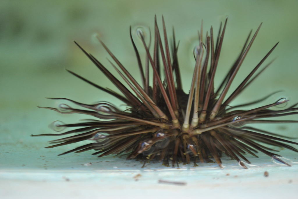 Arbacia nigra(Tetrapygus nigra) ウニ殻｜2025年最新】うに 殻の人気