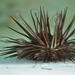 Black Starry Sea Urchin - Photo (c) Heather Fulton-Bennett, all rights reserved, uploaded by Heather Fulton-Bennett