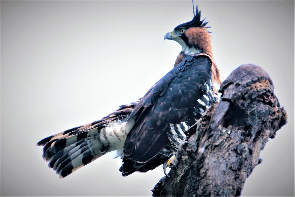 Ornate Hawk-Eagle (Spizaetus ornatus) · iNaturalist