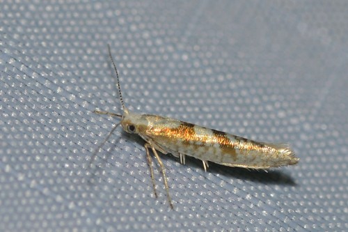 Sallow Argent