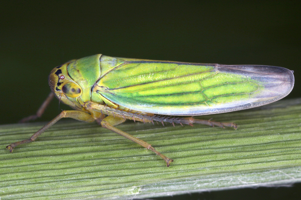 Cicadella lasiocarpae; (c) gernotkunz, todos os direitos reservados