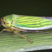 Cicadella lasiocarpae - Photo (c) gernotkunz, all rights reserved, uploaded by gernotkunz