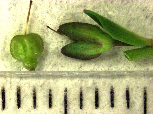 Čiobralapė veronika nuotrauka