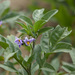 Solanum radicans - Photo (c) Frank Dietze, todos los derechos reservados