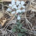 Fendler's Pennycress - Photo (c) D. Black, all rights reserved, uploaded by D. Black