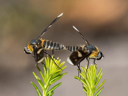 Comptosia neobiguttata