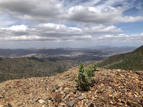Eastwood's Manzanita seedling