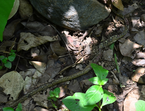 Common Cat Snake