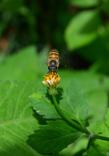 Asian Honey Bee