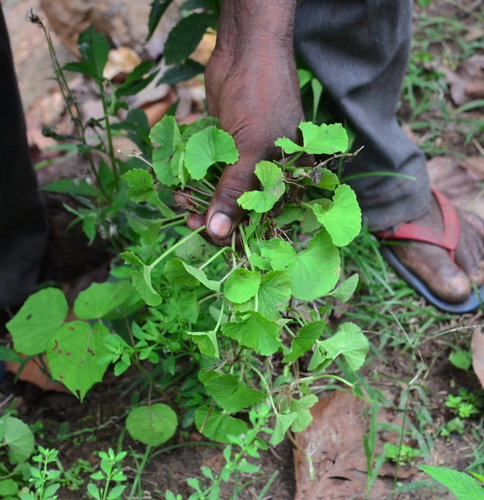Indian pennywort