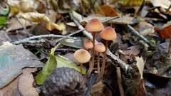 Mycena californiensis image
