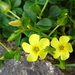 Oxalis mirbelii - Photo (c) Tig, all rights reserved