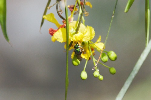 photo of Augochlorine Sweat Bees (Augochlorini)