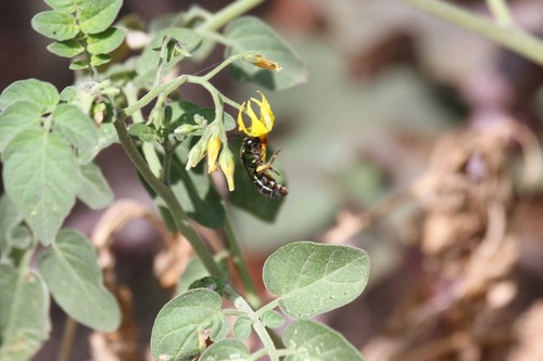 photo of Augochlorine Sweat Bees (Augochlorini)