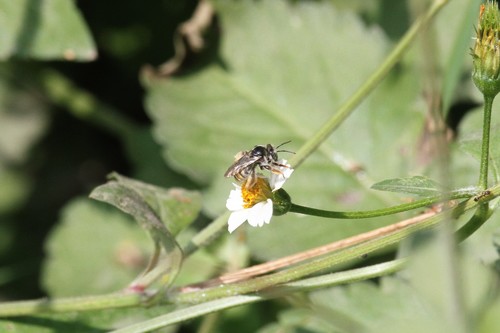 photo of Brues' Mini-digger (Exomalopsis bruesi)