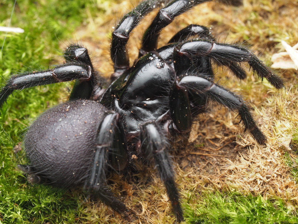 Australian funnel-web spider - Wikipedia