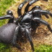 Darling Downs Funnel-Web - Photo (c) Ethan Yeoman, all rights reserved, uploaded by Ethan Yeoman