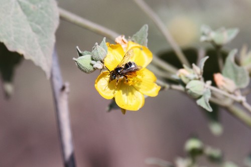 photo of Longhorn Bees (Eucerini)