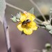 photo of Longhorn Bees (Eucerini)