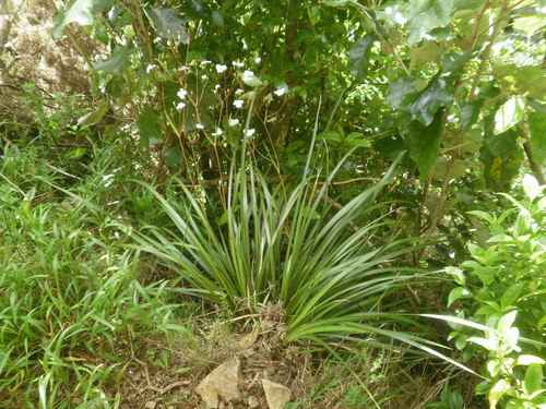 Libertia grandiflora (R.Br.) Sweet