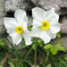 Narcissus × medioluteus - Photo (c) Tig, כל הזכויות שמורות