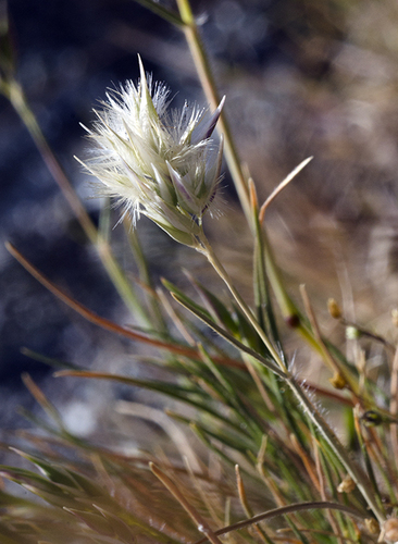 Austrodanthonia