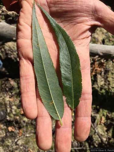 Shining Willow Subspecies Salix Lucida Lucida INaturalist Shining Willow Subspecies Salix Lucida Lucida INaturalist