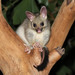 Northern Brush-tailed Possum - Photo (c) Lorraine, all rights reserved, uploaded by Lorraine