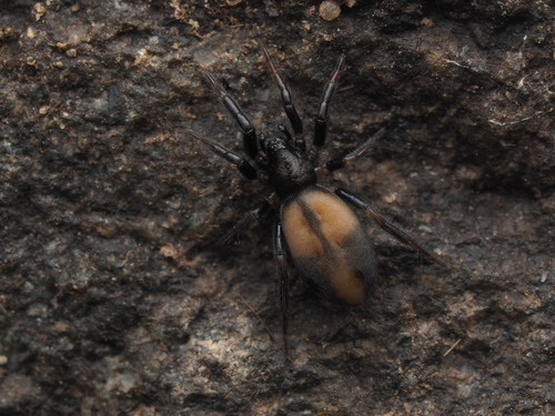Eilica albopunctata