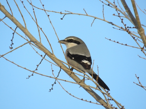 Iberian Grey Shrike
