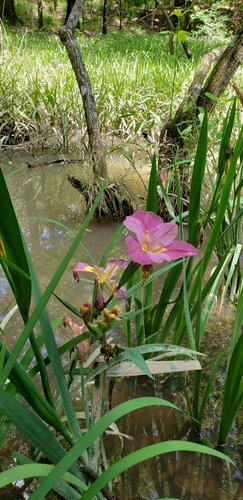 Iris X fulvala