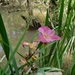 Iris × fulvala - Photo (c) Bailey, todos los derechos reservados, subido por Bailey
