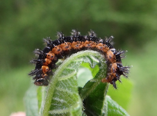 Silvery Checkerspot