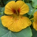 Nasturtiums - Photo (c) notanist, all rights reserved